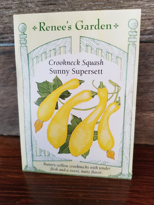 SEED/SQUASH CROOKNECK SUNNY SUPERSETT BULBS/PACKAGED SEEDS Plant Detectives   
