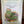 Load image into Gallery viewer, SEED/CUCUMBER PICKLING ENDEAVOR F1 #5834 BULBS/PACKAGED SEEDS Plant Detectives   

