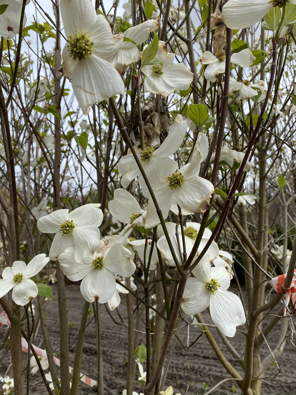CORNUS FL. CHEROKEE PRINCESS 3/3.5in  Plant Detectives   