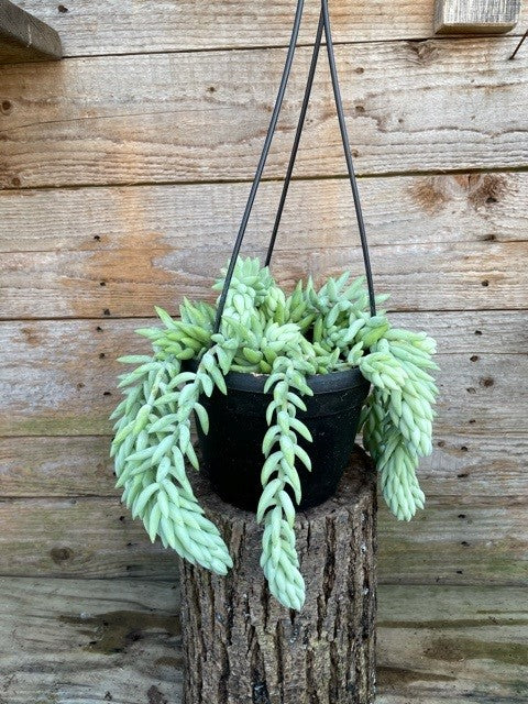 BURRO'S TAIL HB 6in - - HOUSE PLANTS