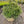 Load image into Gallery viewer, BUXUS SEMP GRAHAM BLANDY 30in BROAD LEAF SHRUBS Plant Detectives   
