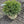 Load image into Gallery viewer, BUXUS MIC. GREEN VELVET 18/21  Plant Detectives   
