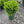 Load image into Gallery viewer, BUXUS MIC WINTERGEM #7  Plant Detectives   
