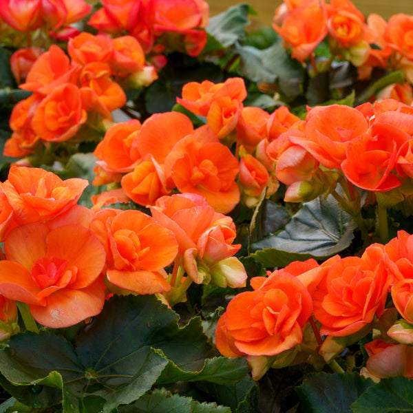 is rieger begonia an indoor or outdoor plant Rieger Begonia – Plant Detectives