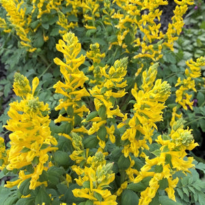 Canary Feathers Corydalis - Early Spring Other Perennials - Perennials