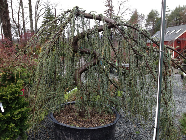 CEDRUS ATL. GLAUCA PENDULA 8/9' SHIP Plant Detectives   
