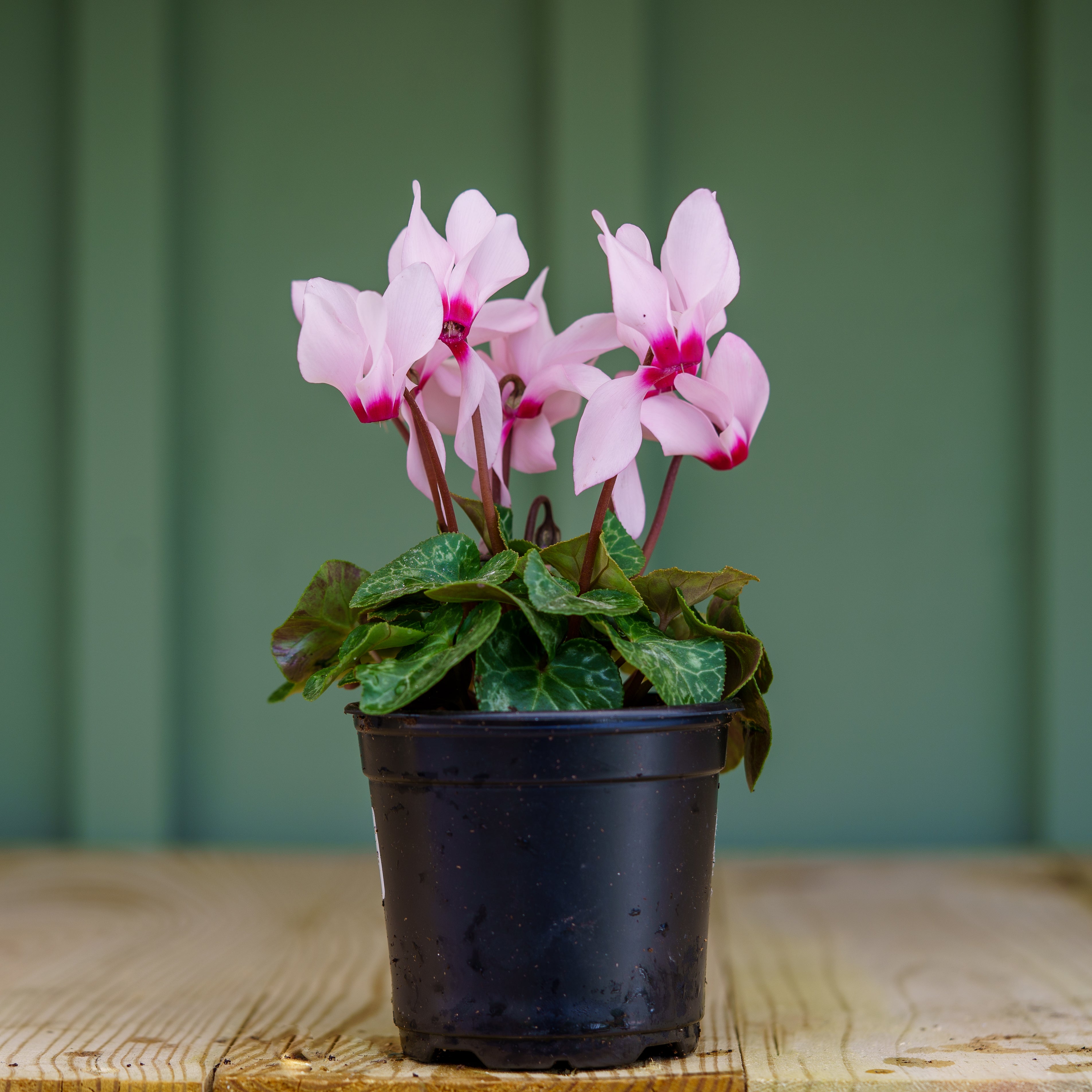Florist's Cyclamen – Plant Detectives