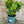 Load image into Gallery viewer, GARDENIA 4in POT HOUSE PLANTS Plant Detectives   
