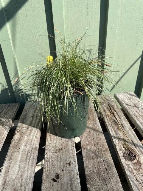 CAREX EVERGOLD #1 ORNAMENTAL GRASSES Plant Detectives   