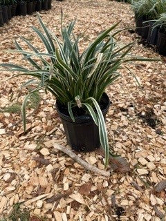 LIRIOPE VARIEGATED #1  Plant Detectives   