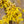Load image into Gallery viewer, Arnold Promise Witch Hazel - Witch Hazel - Shrubs
