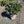 Load image into Gallery viewer, ILEX CRENATA COMPACTA #5 CONTAINER Plant Detectives   
