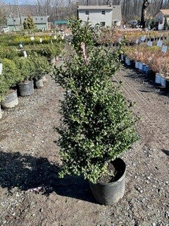 ILEX CRENATA CHESAPEAKE #7 / 42in CONT BROAD LEAF SHRUBS Plant Detectives   