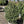 Load image into Gallery viewer, ILEX CRENATA STEEDS #15  Plant Detectives   
