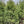 Load image into Gallery viewer, PINUS STROBUS 6/7' WHITE PINE
