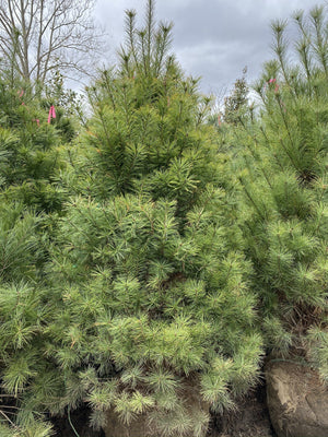 PINUS STROBUS 6/7' WHITE PINE