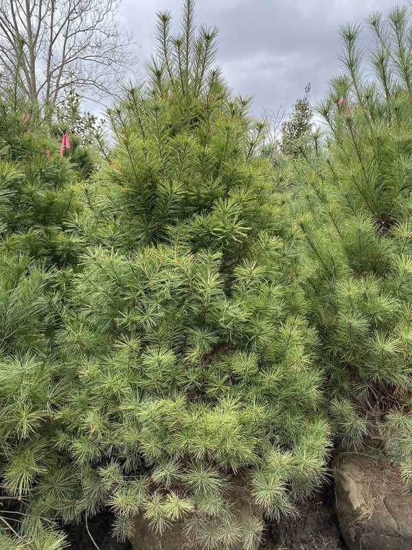 PINUS STROBUS 6/7' WHITE PINE