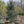 Load image into Gallery viewer, CEDRUS ATL. GLAUCA 14&#39; SHIP Plant Detectives   
