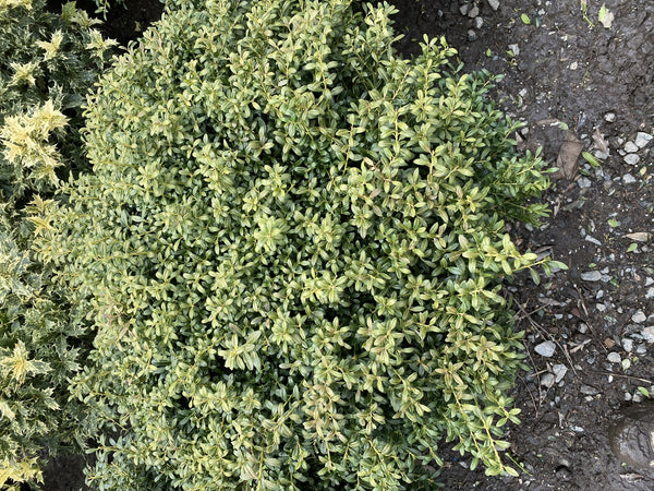 ILEX CRENATA SOFT TOUCH #3 CONTAINER Plant Detectives   