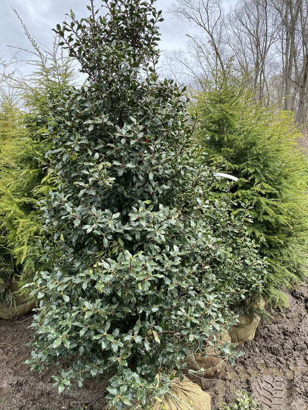 ILEX MES CENTENNIAL GIRL #10 3/4' ILEX UPRIGHT Plant Detectives   