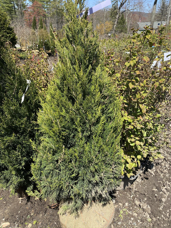 JUNIPER CH. SPARTAN 5/6' CONIFER UPRIGHT Plant Detectives   