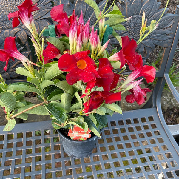 - DIPLADENIA BUSH OR TRELLIS 6&quot;