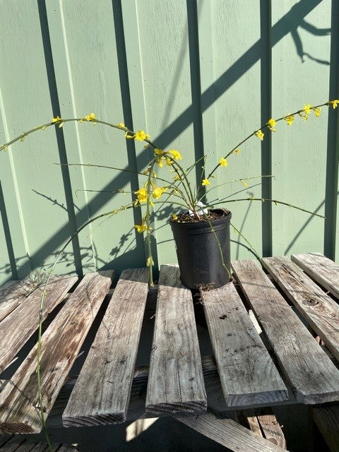 JASMINUM NUDIFLORUM #1 PERENNIAL Plant Detectives   