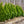 Load image into Gallery viewer, Hollywood Juniper - Juniper - Conifers

