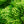 Load image into Gallery viewer, Hollywood Juniper - Juniper - Conifers
