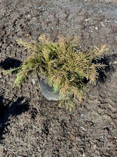 MICROBIOTA DECUSSATA #3  Plant Detectives   