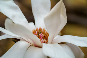 Merrill Magnolia - Magnolia - Flowering Trees
