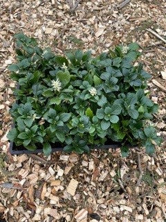 PACHYSANDRA TERMINALIS FLATS 80-100 CUTTINGS