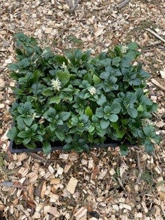 GROUND COVER - PACHYSANDRA TERMINALIS FLATS 80-100 CUTTINGS