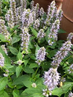 AGASTACHE BLUE FORTUNE #2  Plant Detectives   