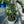 Load image into Gallery viewer, - AMSONIA STORM CLOUD 1G
