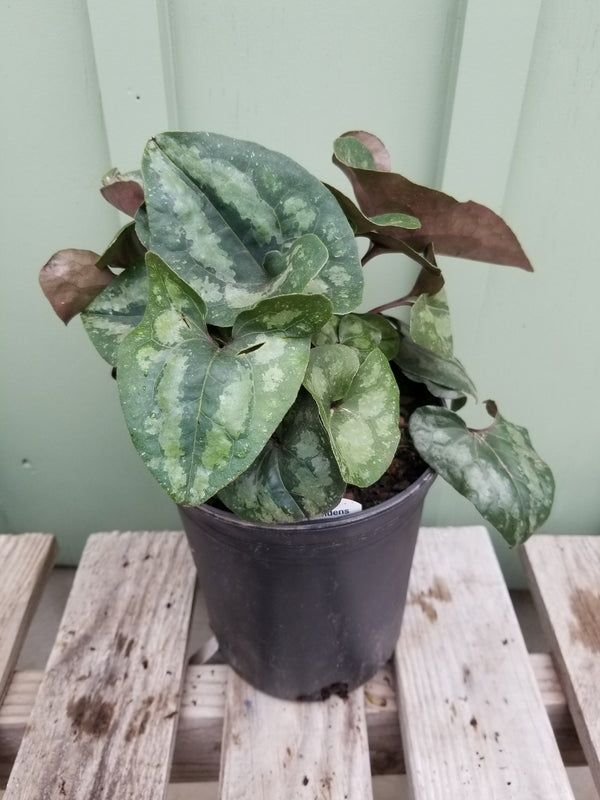 ASARUM SPLENDENS #1 PERENNIAL Plant Detectives   