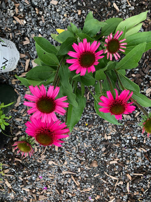 ECHINACEA DELICIOUS CANDY #1  Plant Detectives   