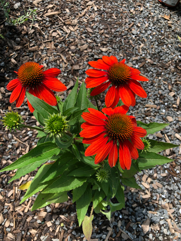 ECHINACEA SMBR ADOBE ORANGE #1  Plant Detectives   