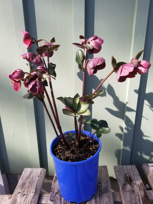 HELLEBORUS PENNY'S PINK #1 FROSTKISS  Plant Detectives   