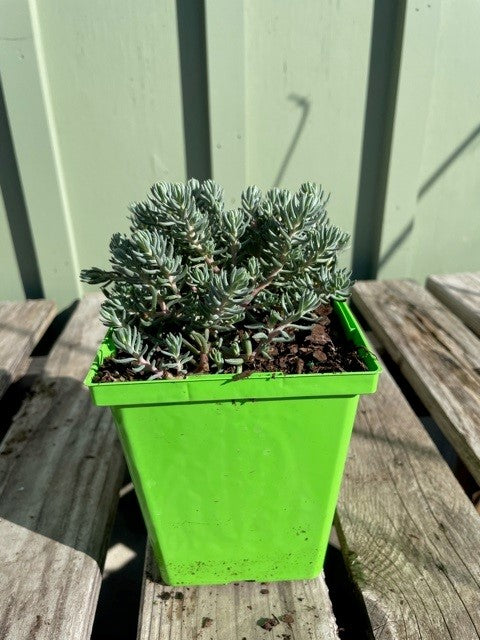 - SEDUM BLUE SPRUCE QUART