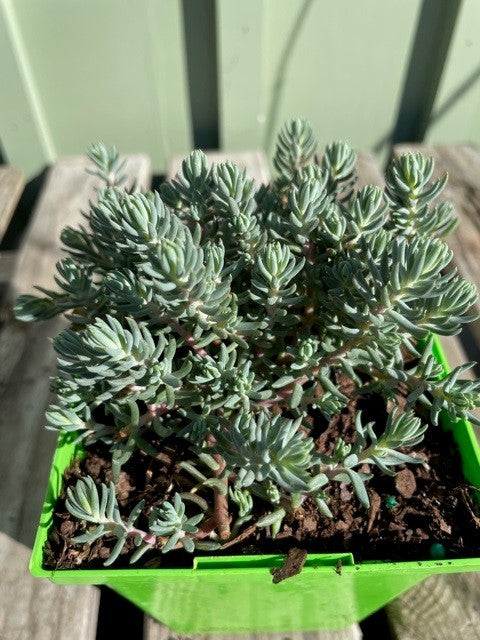 - SEDUM BLUE SPRUCE QUART