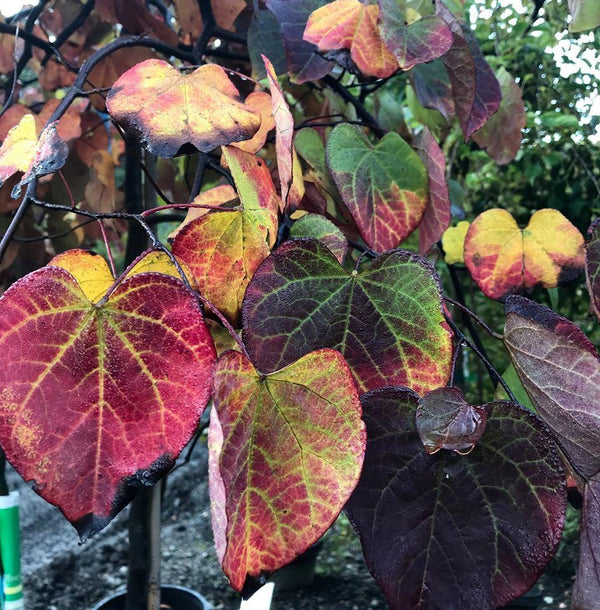 CERCIS CAN. RUBY FALLS 4/5' CONT ORNAMENTAL TREES Plant Detectives   