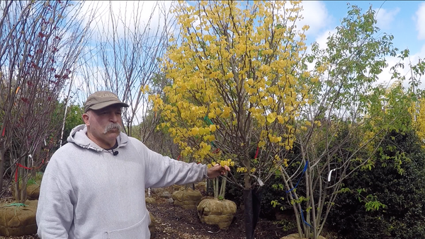 CERCIS CAN. RISING SUN 2.5in hvy ORNAMENTAL TREES Plant Detectives   