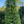 Load image into Gallery viewer, METASEQUOIA GLYPT AMBER GLOW 10/12&#39; SHADE TREE Plant Detectives   
