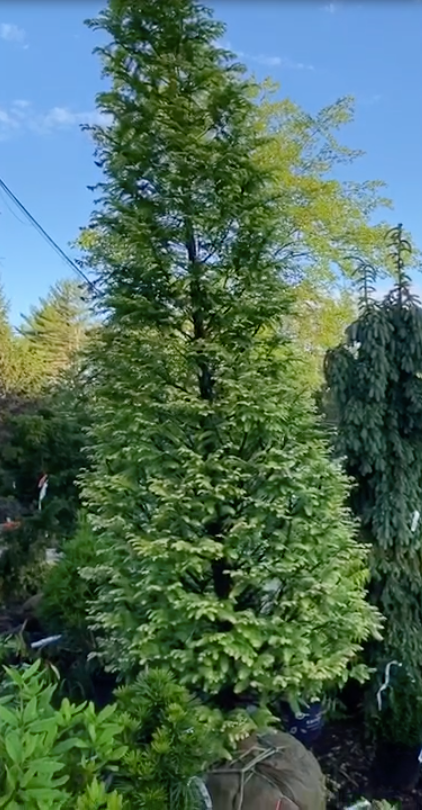 METASEQUOIA GLYPT AMBER GLOW 10/12' SHADE TREE Plant Detectives   