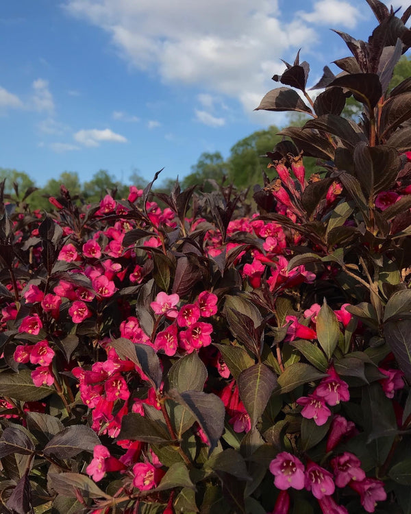 WEIGELIA FL. WINE AND ROSES #10  Plant Detectives   